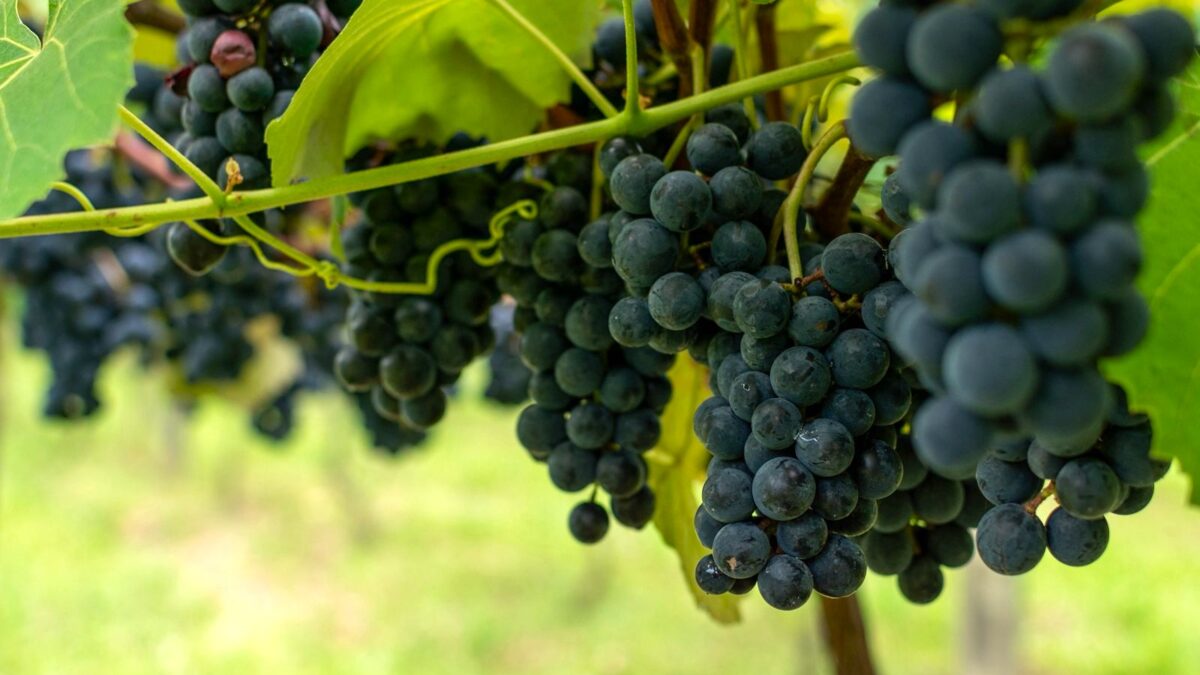 Famiglia Tamanini | Colhe e Pague de Uvas em Taió
